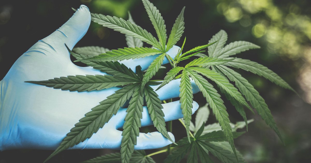 Cannabis Category Struggles to Grow image